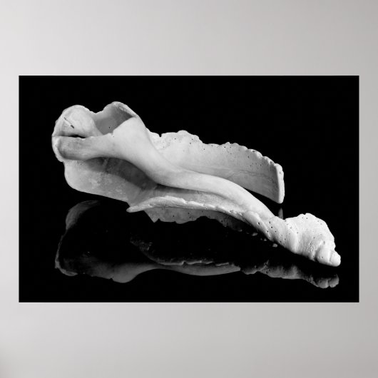 Weatherd Conch Poster (Vorne)