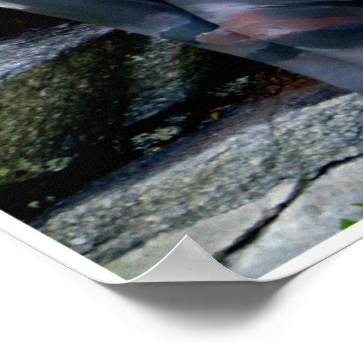 Weathered Swiss Pine by Johannes Stötter Poster (Ecke)