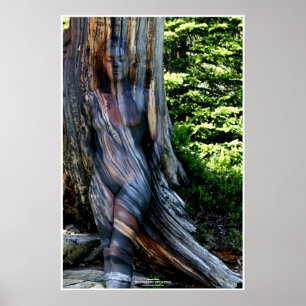 Weathered Swiss Pine by Johannes Stötter Poster