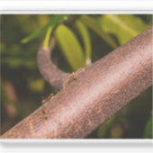 Weaver Ants on a Wood Aufkleber (Vorderseite)