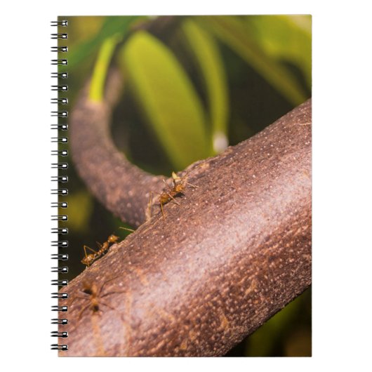 Weaver Ants on a Wood Notizblock (Vorderseite)