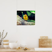 Weaver Bird Poster - R - 1948 (Küche)