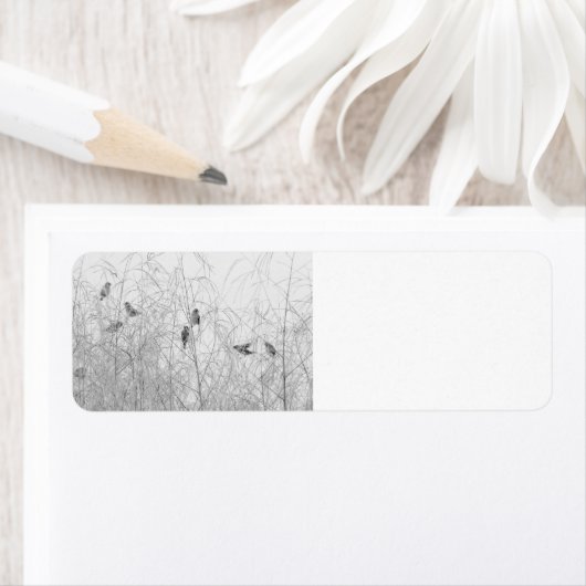 Weaver Birds (Insitu)