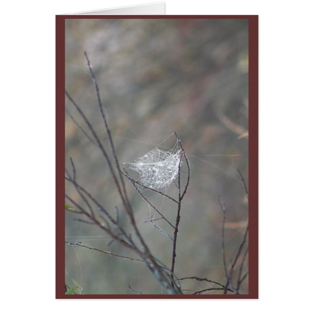 Web (Vorne)
