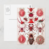 Web-Crawler-Postkarte Postkarte (Vorne/Hinten)
