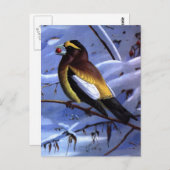 Weber-Abend Grosbeak Postkarte (Vorne/Hinten)