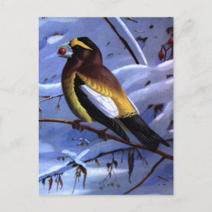 Weber-Abend Grosbeak Postkarte