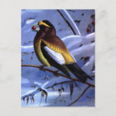 Weber-Abend Grosbeak Postkarte (Vorderseite)