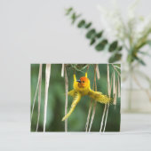 Weber Bird Postkarte (Stehend Vorderseite)