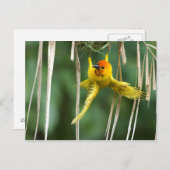 Weber Bird Postkarte (Vorne/Hinten)