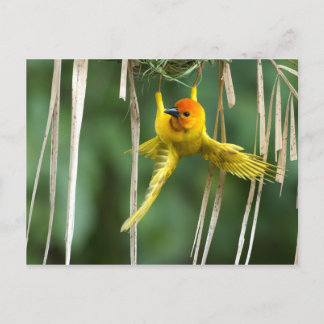 Weber Bird Postkarte