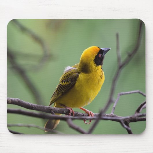 Weber, Vogel, Gelber Vogel Mousepad (Vorne)