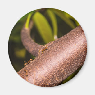Weberameisen auf einem Holz Magnet