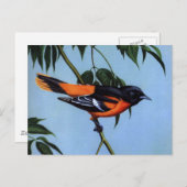 Weber's Baltimore Oriole Postkarte (Vorne/Hinten)