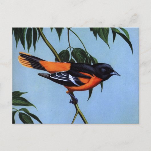 Weber's Baltimore Oriole Postkarte (Vorderseite)