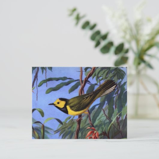 Weber's Hooded Warbler Postkarte (Stehend Vorderseite)