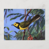 Weber's Hooded Warbler Postkarte (Vorderseite)