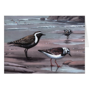 Weber's Plovers & Turnstones