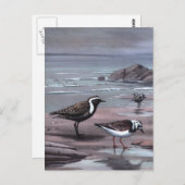 Webers Regenpfeifer u. Turnstones Postkarte (Vorne/Hinten)