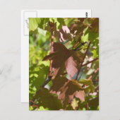 Wechseln der Herbstübergänge Postkarte (Vorne/Hinten)