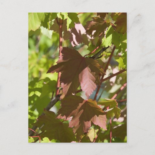 Wechseln der Herbstübergänge Postkarte (Vorderseite)