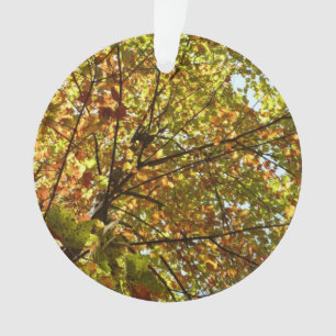 Wechselnde Ahornbaum grüne und goldene Herbstfarbe Ornament