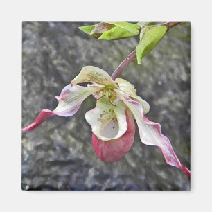 WECHSELSTROM, Frauenschuh Orchideen-Magnet Magnet