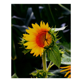 Weckend Sonnenblume Poster