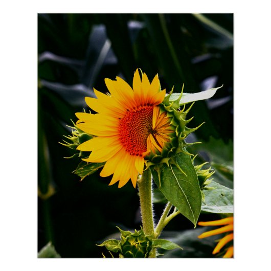 Weckend Sonnenblume Poster (Vorderseite)