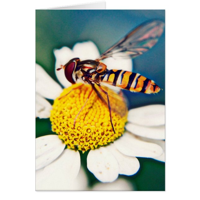 Weckendes Hoverfly (Vorne)