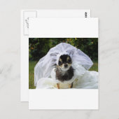 Wedding Chihuahua Bride Postkarte (Vorne/Hinten)