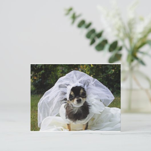 Wedding Chihuahua Bride Postkarte (Stehend Vorderseite)