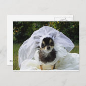 Wedding Chihuahua Bride Postkarte (Vorne/Hinten)