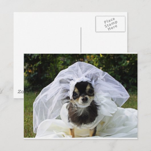 Wedding Chihuahua Bride Postkarte (Vorne/Hinten)