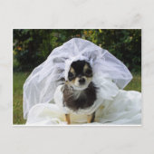 Wedding Chihuahua Bride Postkarte (Vorderseite)