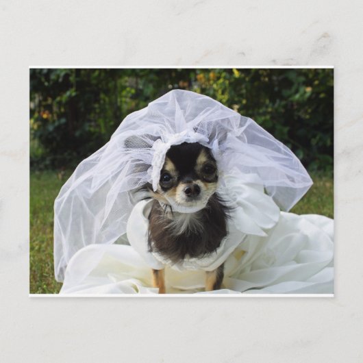 Wedding Chihuahua Bride Postkarte (Vorderseite)