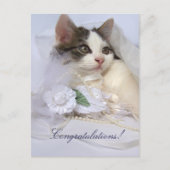 Wedding Kitten Postcard Postkarte (Vorderseite)