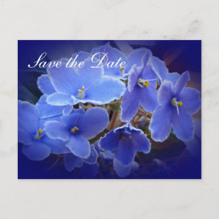 Usambaraveilchen Geschenke Zazzle De