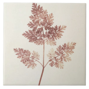 Wedel von Blätter, 1843 (b/w Foto) Fliese