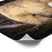 Wee Hamish the Polar Bear Cube Poster (Ecke)