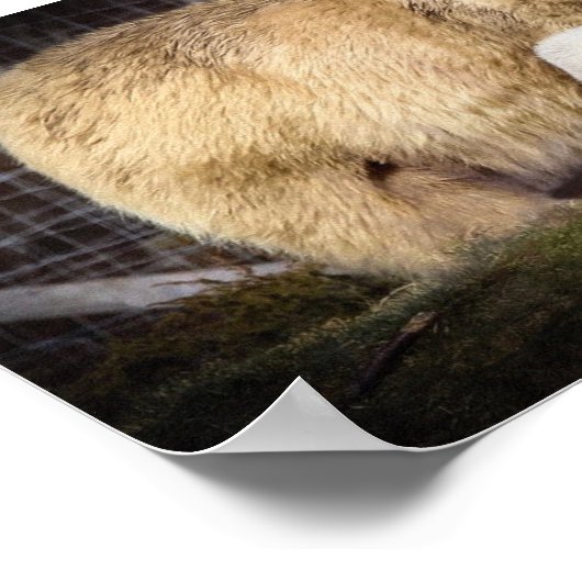 Wee Hamish the Polar Bear Cube Poster (Ecke)