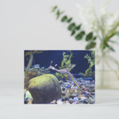 Weedy Seadragon # 1 Postkarte (Stehend Vorderseite)