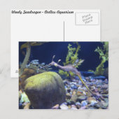 Weedy Seadragon # 1 Postkarte (Vorne/Hinten)