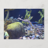 Weedy Seadragon # 2 Postkarte (Vorderseite)
