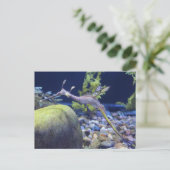 Weedy Seadragon # 3 Postkarte (Stehend Vorderseite)