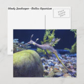 Weedy Seadragon # 3 Postkarte (Vorne/Hinten)