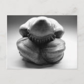 Weeping Buddha Postkarte (Vorderseite)