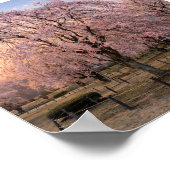 Weeping Cherry Blossom at Sunset – Art Print Poster (Ecke)