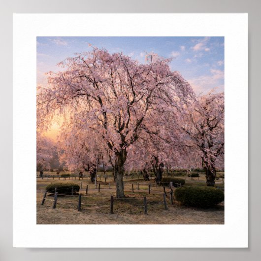 Weeping Cherry Blossom at Sunset – Art Print Poster (Vorne)