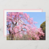 Weeping Cherry: Flat Card (Vorne/Hinten)